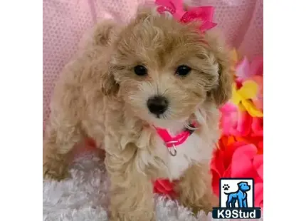 a maltipoo dog with a pink bow